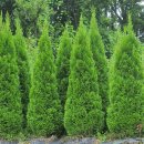 에메랄드그린 이미지