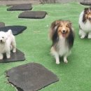 대전야생동물구조관리센터 동물병원 | 2026년 1월 28일 반려동물 뉴스 스크랩