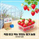 고령 딸기체험 다은딸기농원 아이와 다녀온 후기