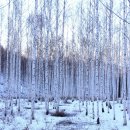 자작나무숲 이미지