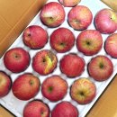 시온 | [청송사과추천] 고당도 과즙 가득 청송사과맛집 청송시온농원 내돈내산 후기