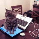 못말리는 고양이 이미지