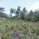 김주일농장 이미지