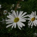 칠보중학교 이미지