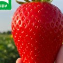 (주)자이언트스타 | 🍓👑 자이언트 킹스베리는 어떻게 만들어질까?