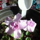 폼폼카페 이미지