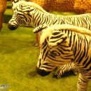 테지움사파리 이미지