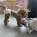 부천 송내 애견카페 추천｜상주견 있는 깔끔한 애견유치원 즐겁개 내돈내산 방문 후기