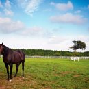 동굴목장 이미지