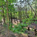 소나무숲아래 이미지