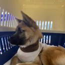 뭉치켄넬 이미지