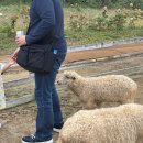 한종목장 | 서울근교여행 가평에서 꼭 들러야 할 당일치기 여행코스: 가평양떼목장 — 놀이동산 뺨치는 이유