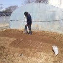 도고양돈 이미지