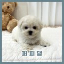 퍼피댕 강아지분양 안심분양소 광명점 말티푸 미니비숑 토이푸들 | 미니비숑 가정분양 기회 잡아보세요