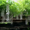 조경기능사(실기) 이미지