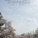 GS25대공원리프트점 | 26.04.05 서울대공원 동물원 벚꽃 개화소식,리프트 후기