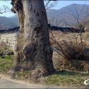금산나무병원 이미지