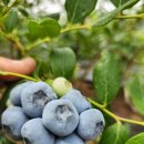 계룡산 달콤 새콤 블루베리-카드가 이미지