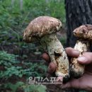 송이식품 이미지