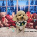 오늘도,예쁘개 이미지