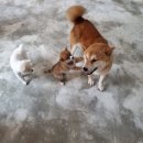 수원시바견