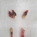 Dr. 주 동물병원 이미지