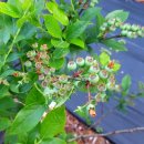 금대농장 이미지