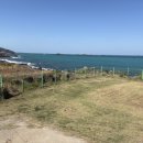 제주댕댕스푼 이미지