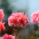 블루마리 이미지