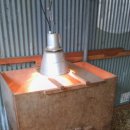 고산흑염소 이미지