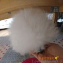 Dear My Pet | 편식쟁이들도 무너지는 애정사료 - DEAR MY PET