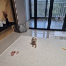 우쭈쭈플렉스 강아지 미용 이미지