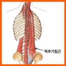 근력강화+바른자세 요가 이미지