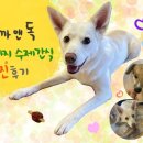 까까앤독 이미지
