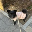 러버몽 이미지