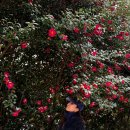 카멜리아힐 | 제주도 동백꽃 명소 서귀포 가볼만한곳 카멜리아힐 실시간 후기