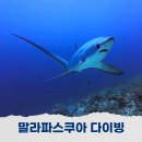 말라파스쿠아 다이빙 환도상어 무조건 보는 포인트 키무드숄 스쿠버다이빙