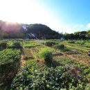 일대농장(2) 이미지