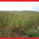 한국인농장 이미지