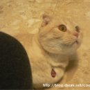 달곰달곰 Daum카페