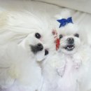 도토리펫샵 이미지