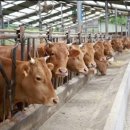 완주한우협동조합 이미지