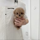 토이주니