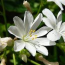 레위시아 코틸레돈(Lewisia cotyledon) 이미지