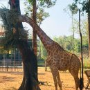 (주)해주 | 푸꾸옥 여행 빈펄사파리 입장권 가격 주트램 솔직 후기