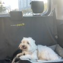 뭉치펫택시 이미지