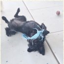 애견멀티샵 이미지