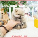 1618 | 진접읍강아지분양 '홍시'를 만나봐요~💕