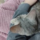 고양이살롱앤카페 이미지