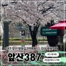앞산맛둘레길 | 대구 앞산 벚꽃뷰 카페 야외테라스 뜨개니팅카페 앞산387